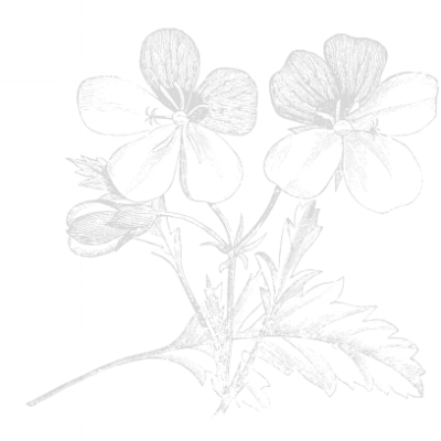 geranium.png