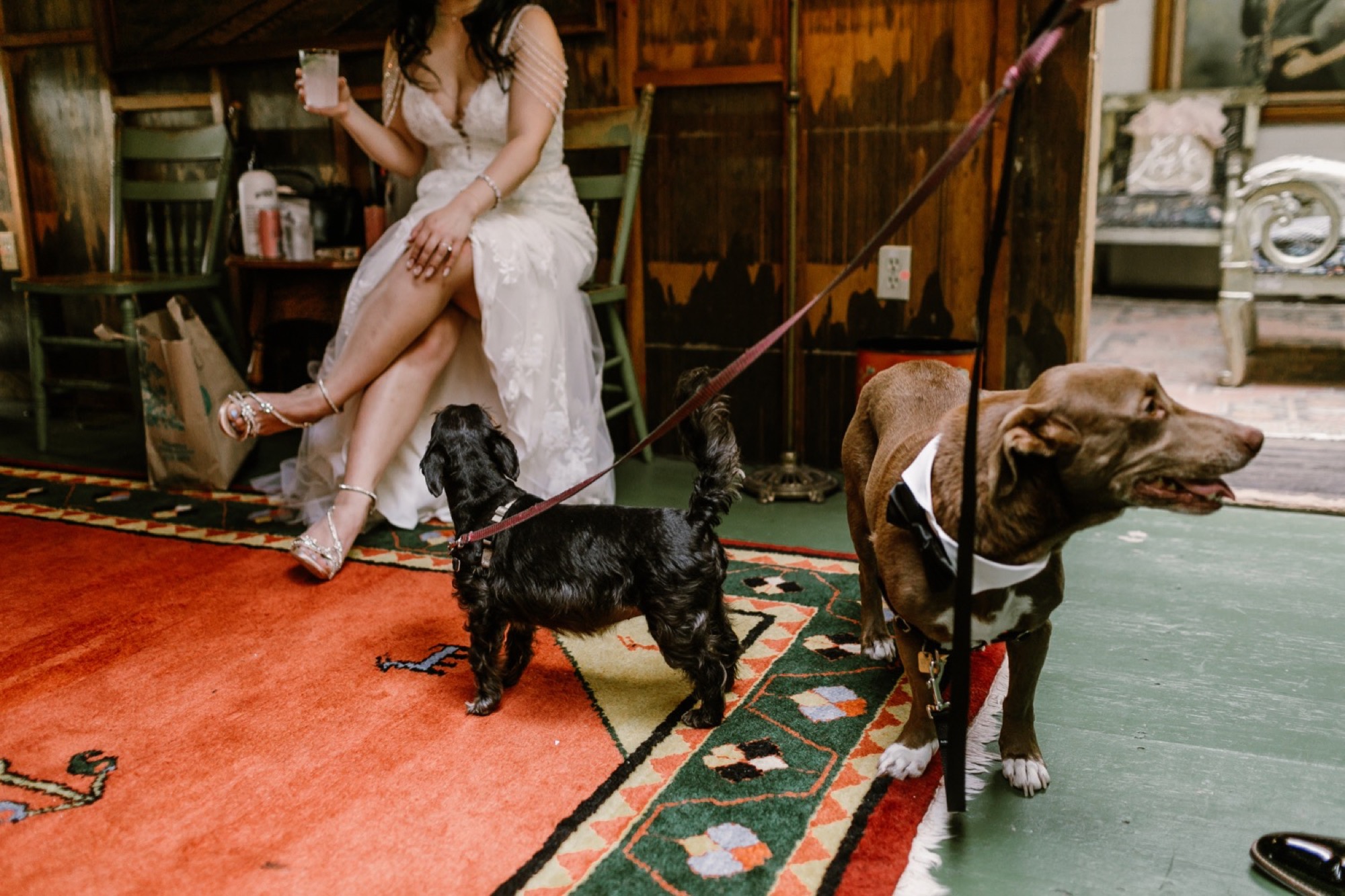 22_Brittany and Chance Wedding-242_dogs_wedding_on_day.jpg