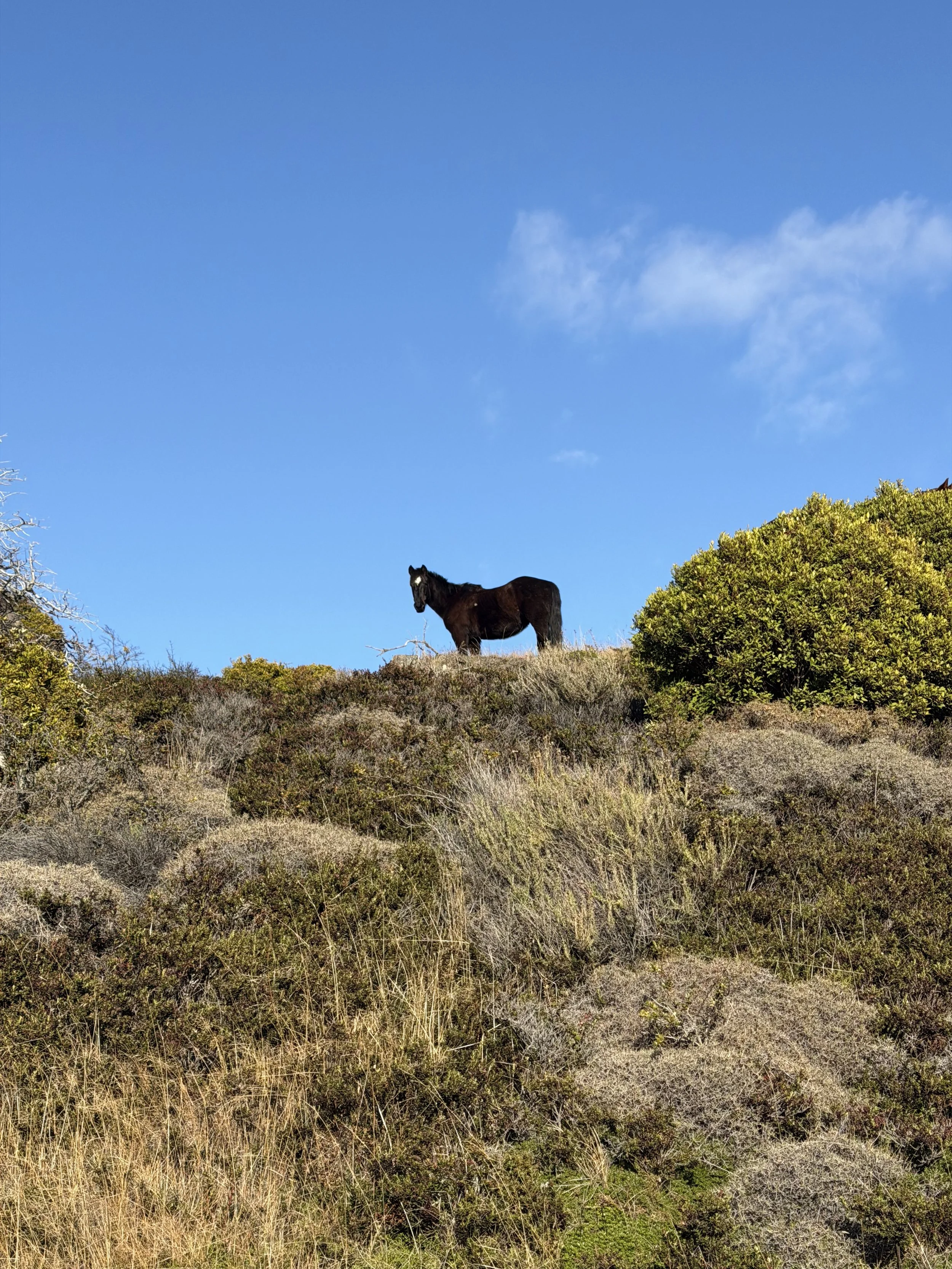 IMG_1814.jpeg