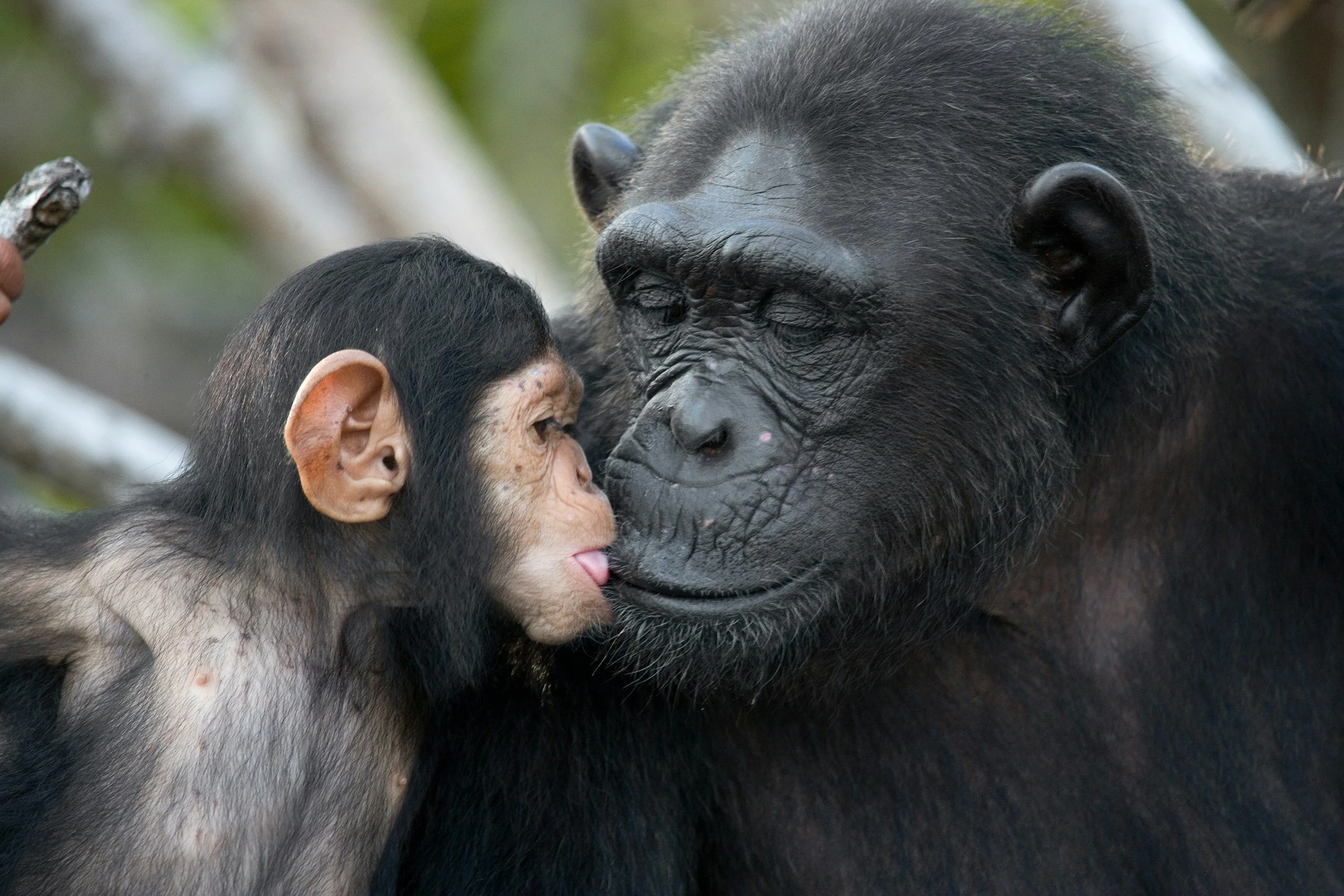 Kenya & Rwanda
