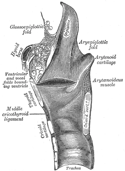 Gray’s Anatomy Larynx Side View – Note large back wall of Cricoid