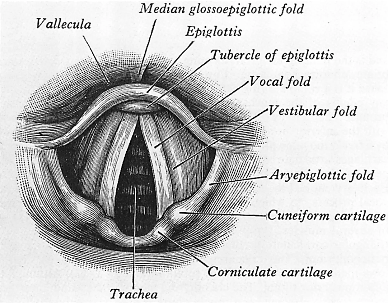 7-1Grayslarynx.jpg