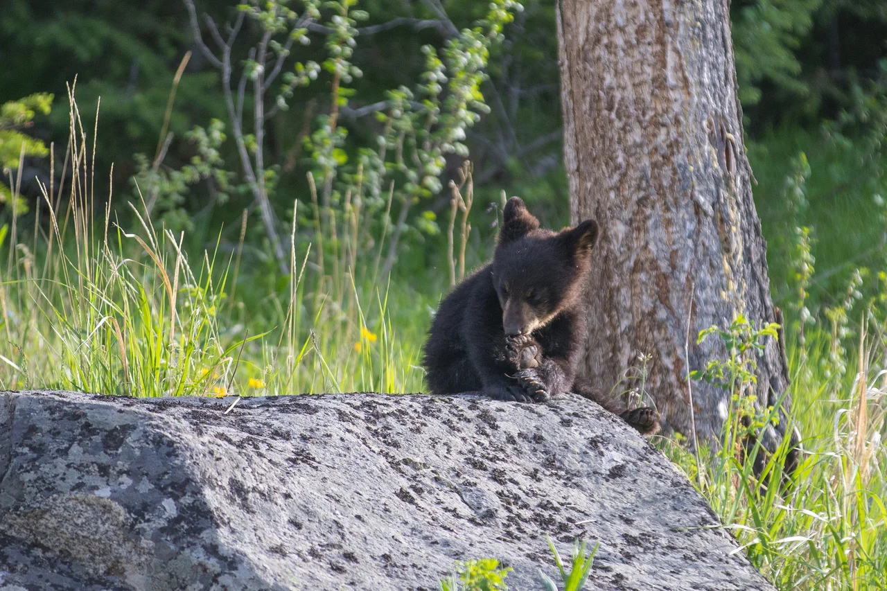 bearcubSummers.jpeg