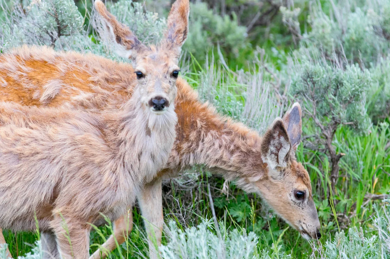 deerSummers.jpeg