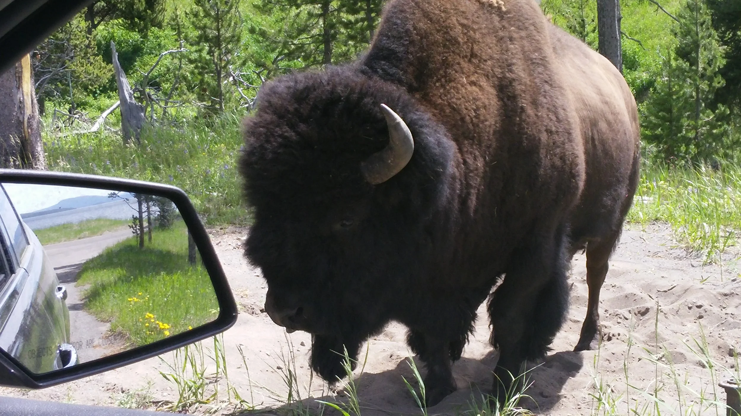 bisonCloseUpYellowstone.jpg