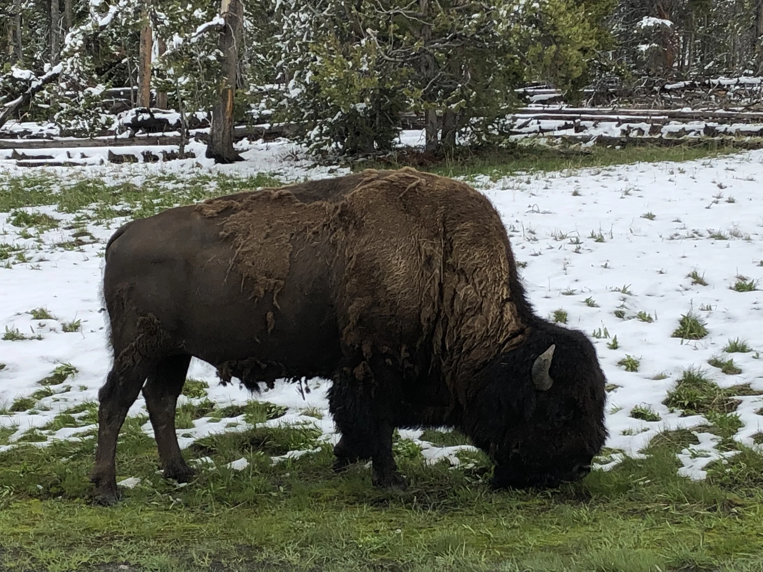 BisonCloseUp copy.jpg