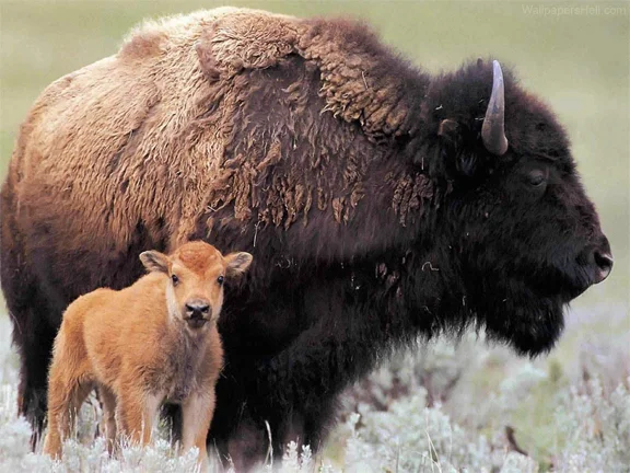 BisonBabyMomma.jpg