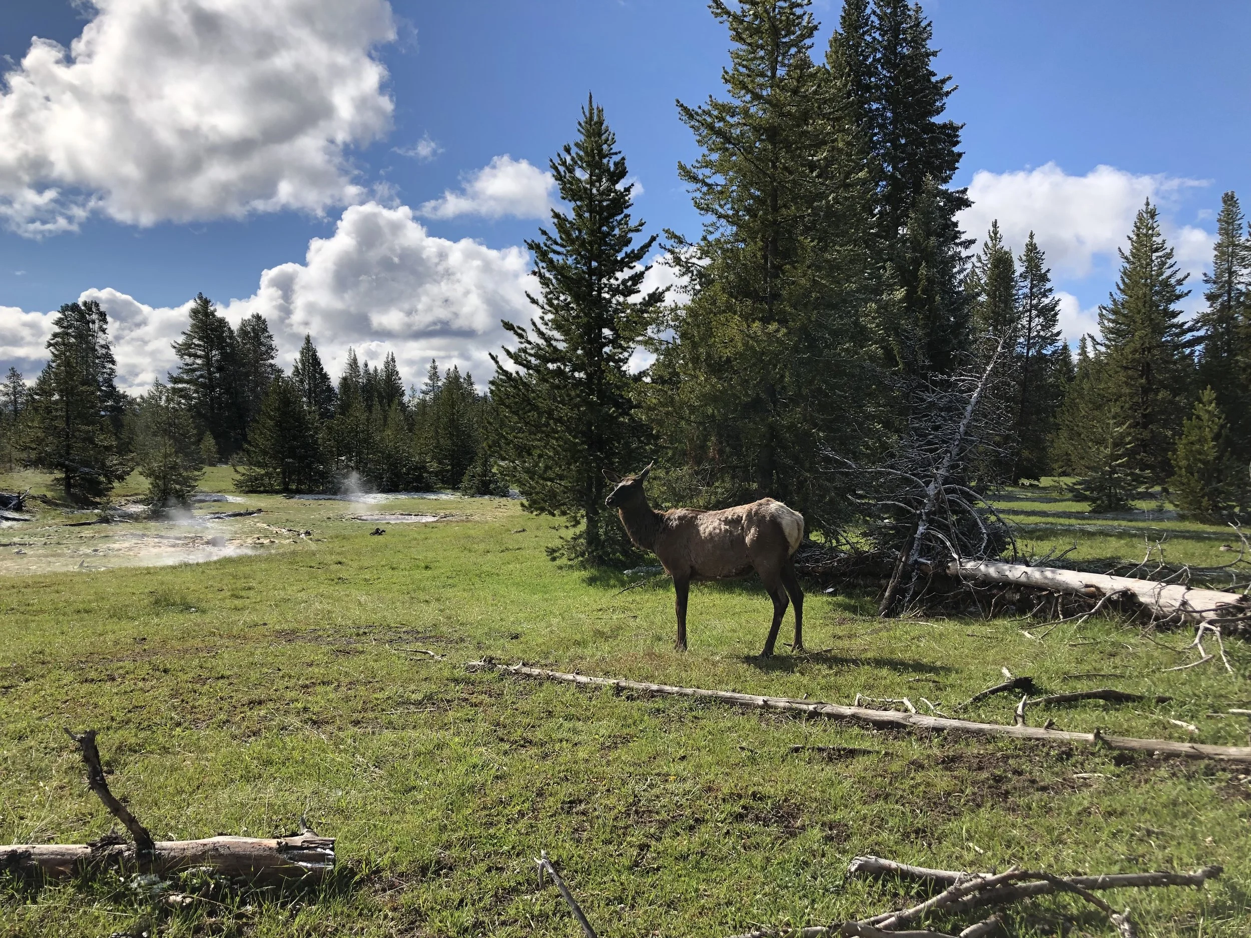 ElkWestThumbBasin.jpg