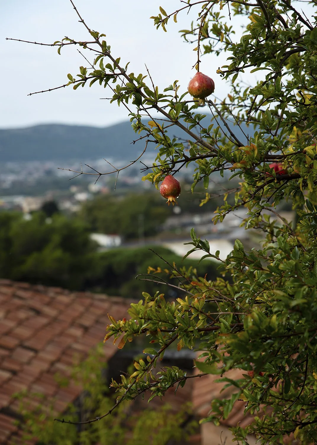 PomegranateTree_Mont21.jpg