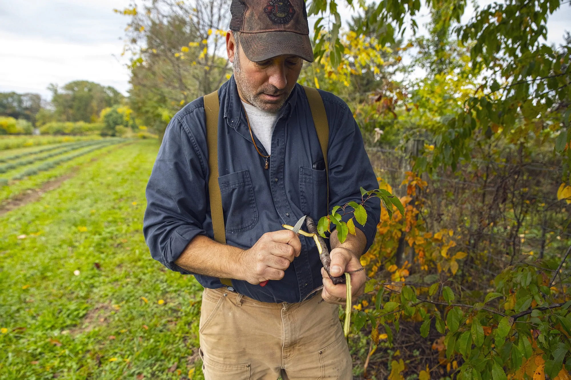CherryBark_BranchShaving1_web.jpg