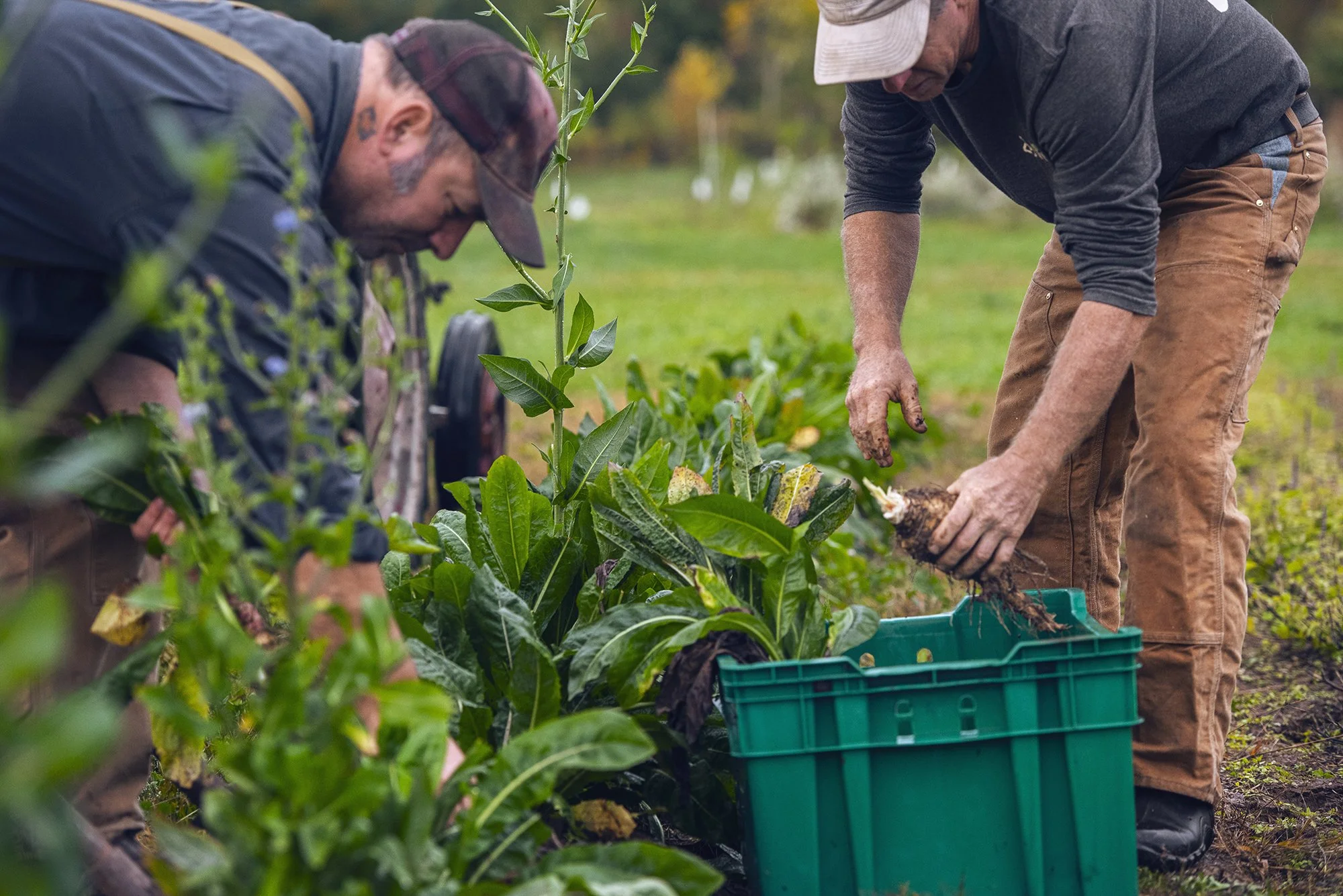 Chicory_Picking1_web.jpg