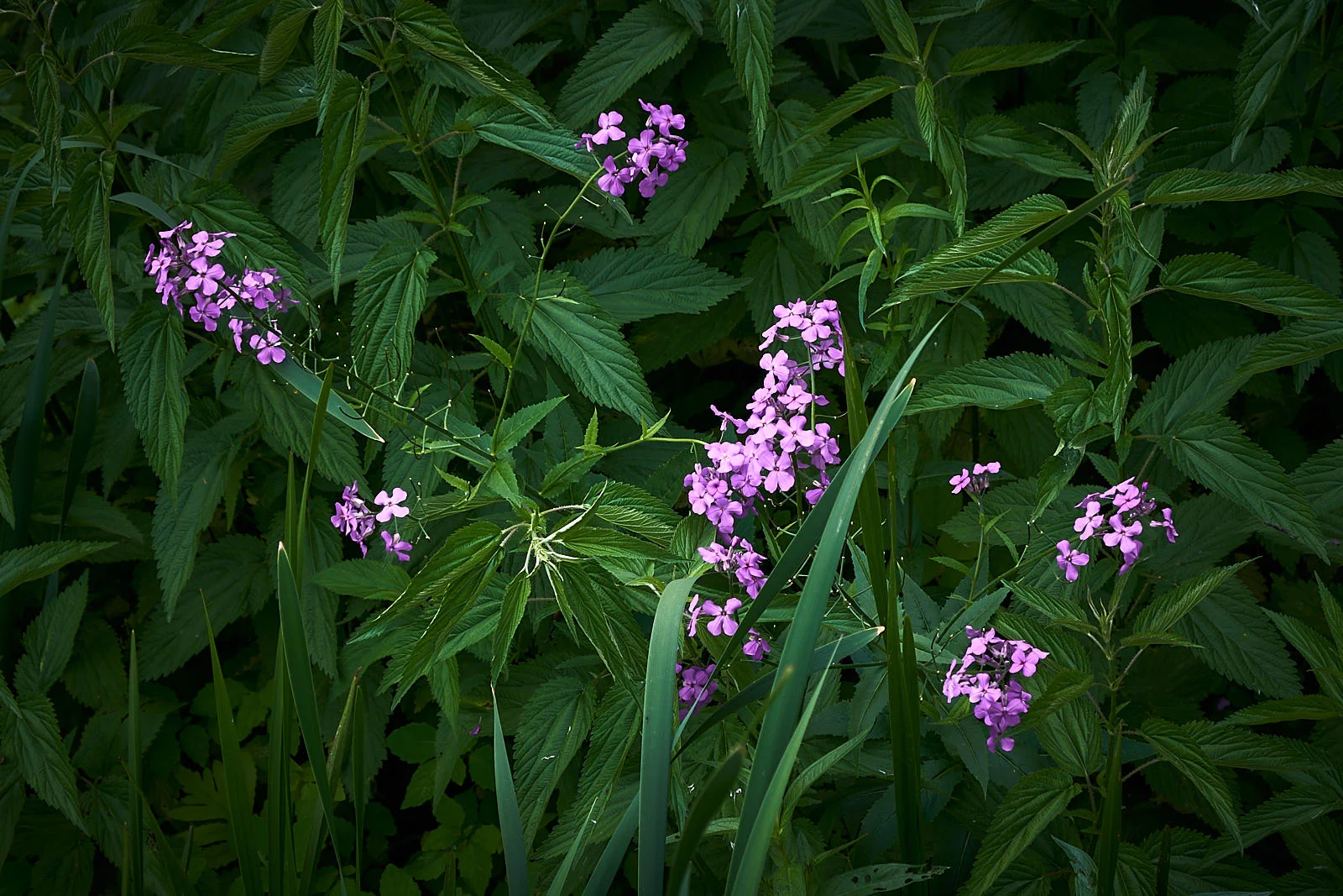 DSCF4853.jpg