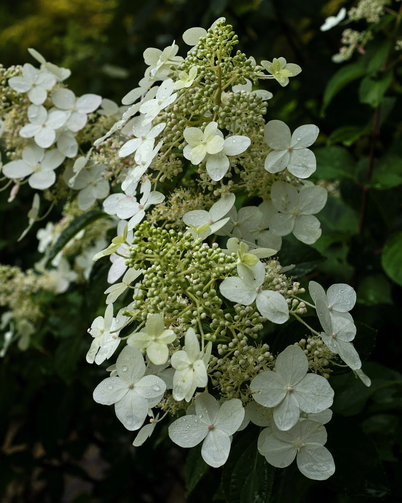 DSCF5175.jpg
