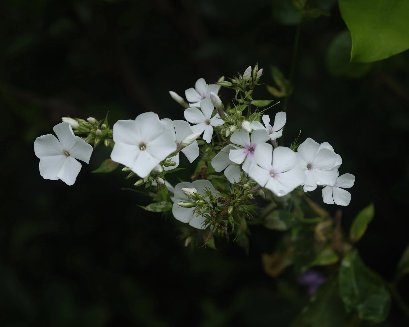 DSCF5055.jpg