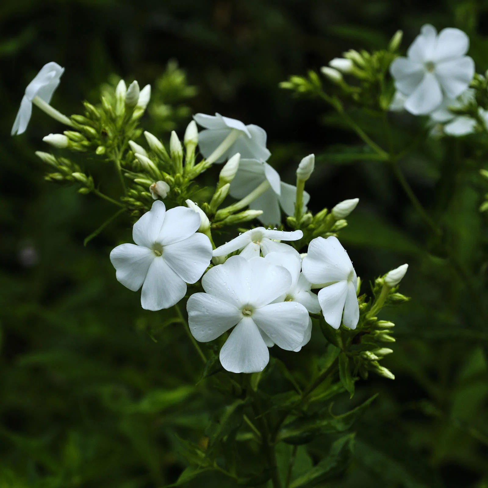 DSCF5036.jpg