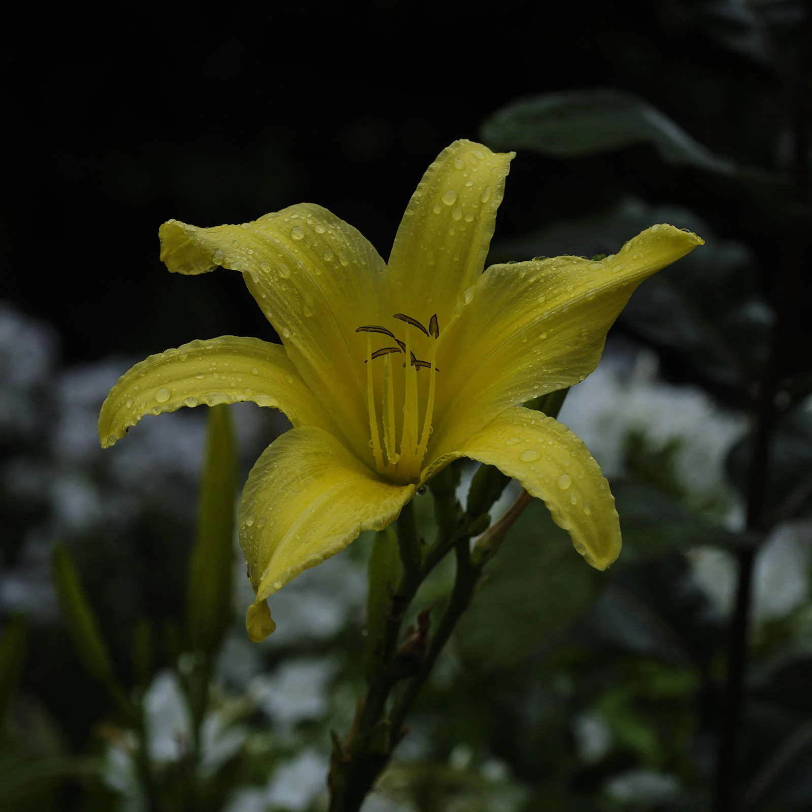 DSCF5378.jpg
