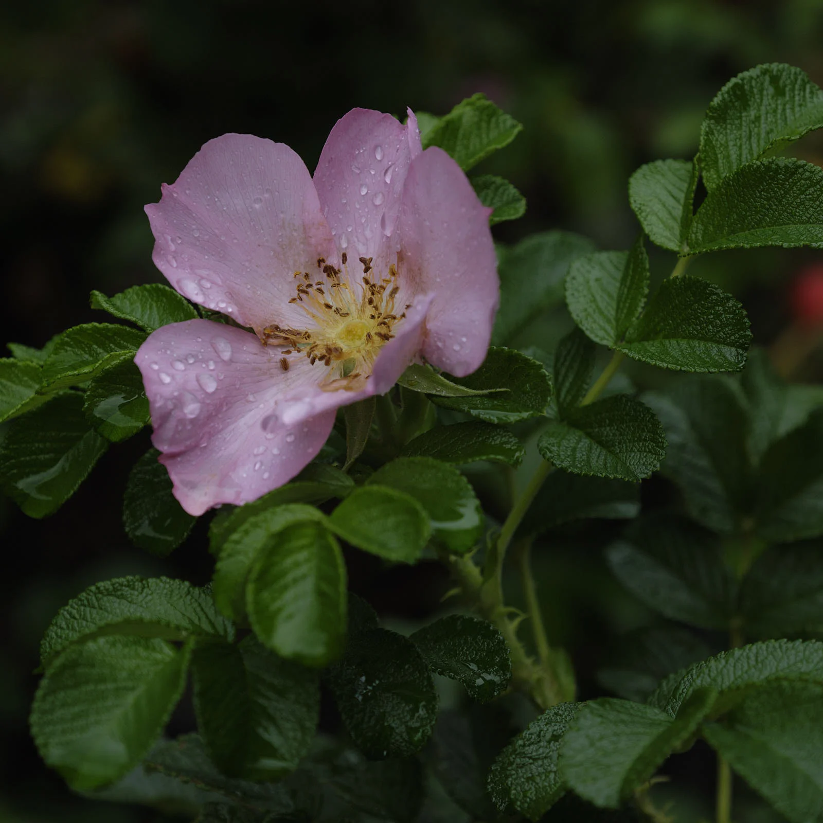 DSCF5167.jpg