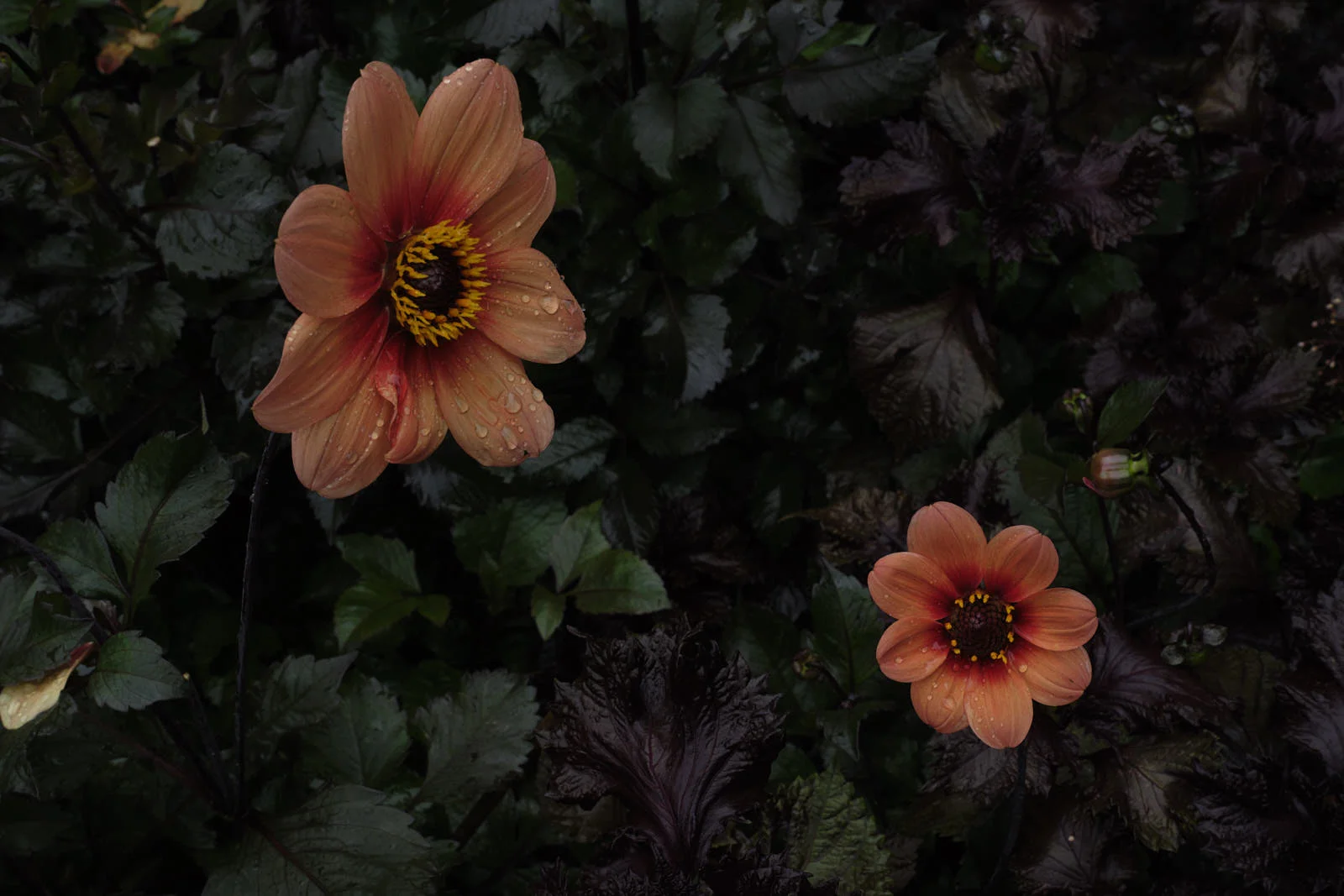 DSCF5107.jpg