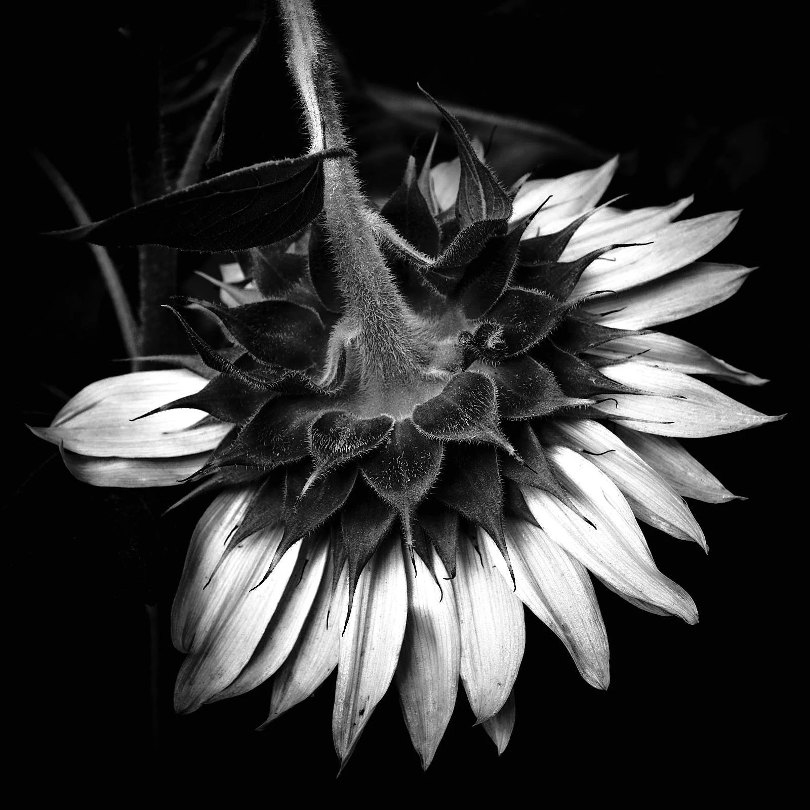 DSCF4638.jpg