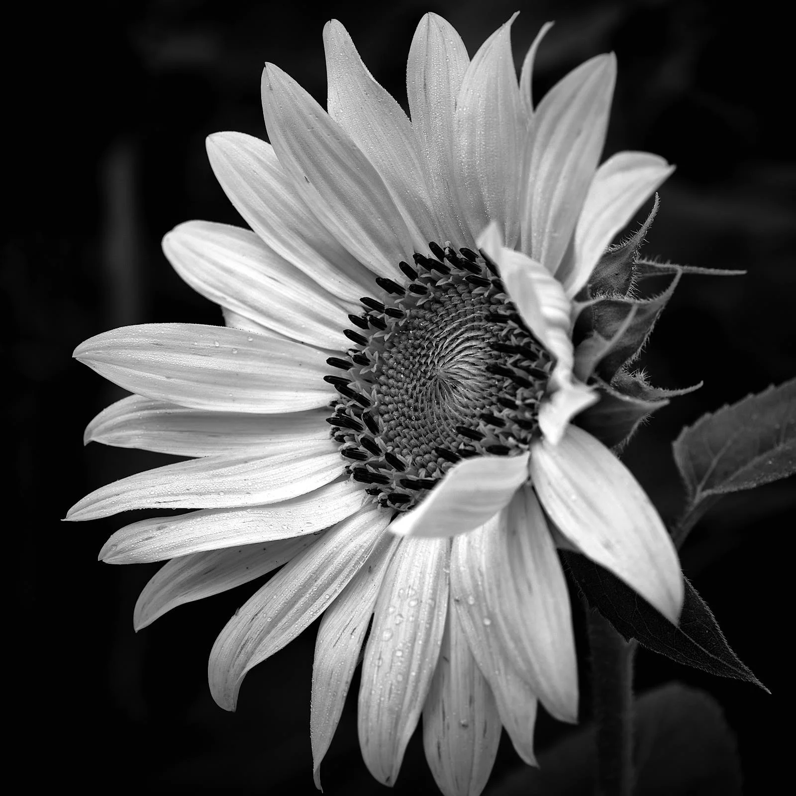 DSCF4634.jpg