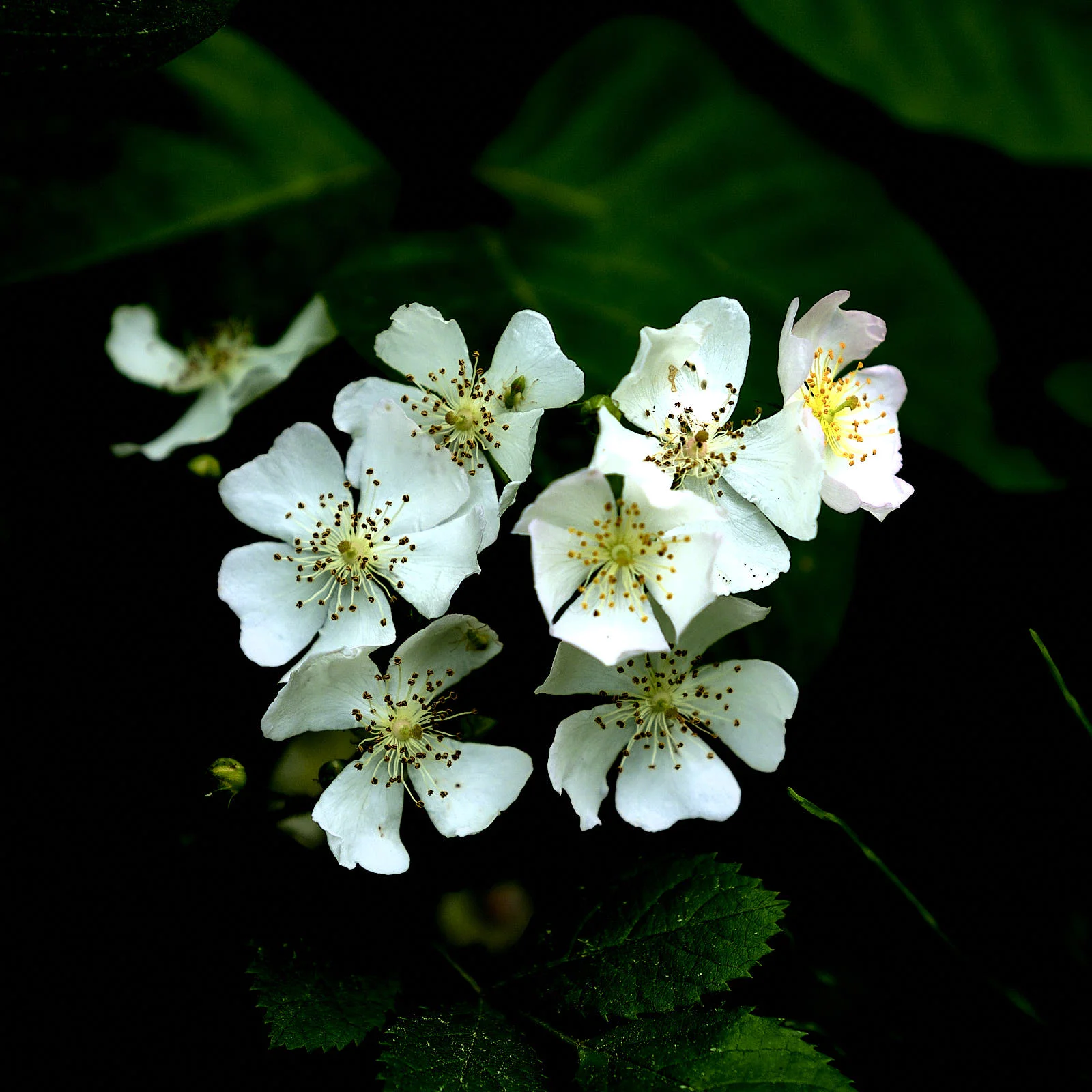 DSCF3535.jpg
