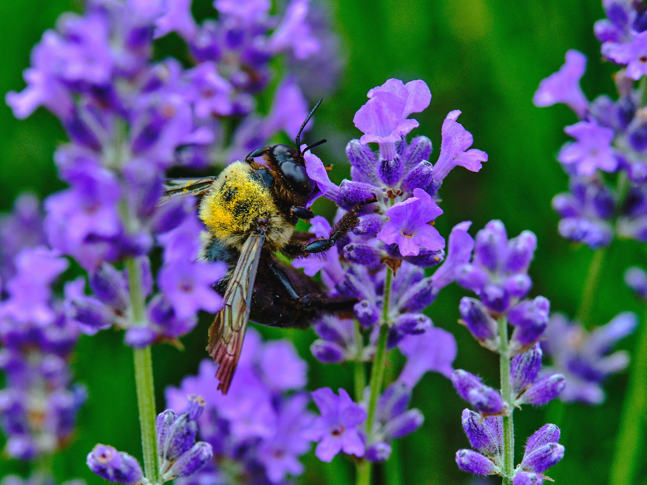 DSCF9540.jpg