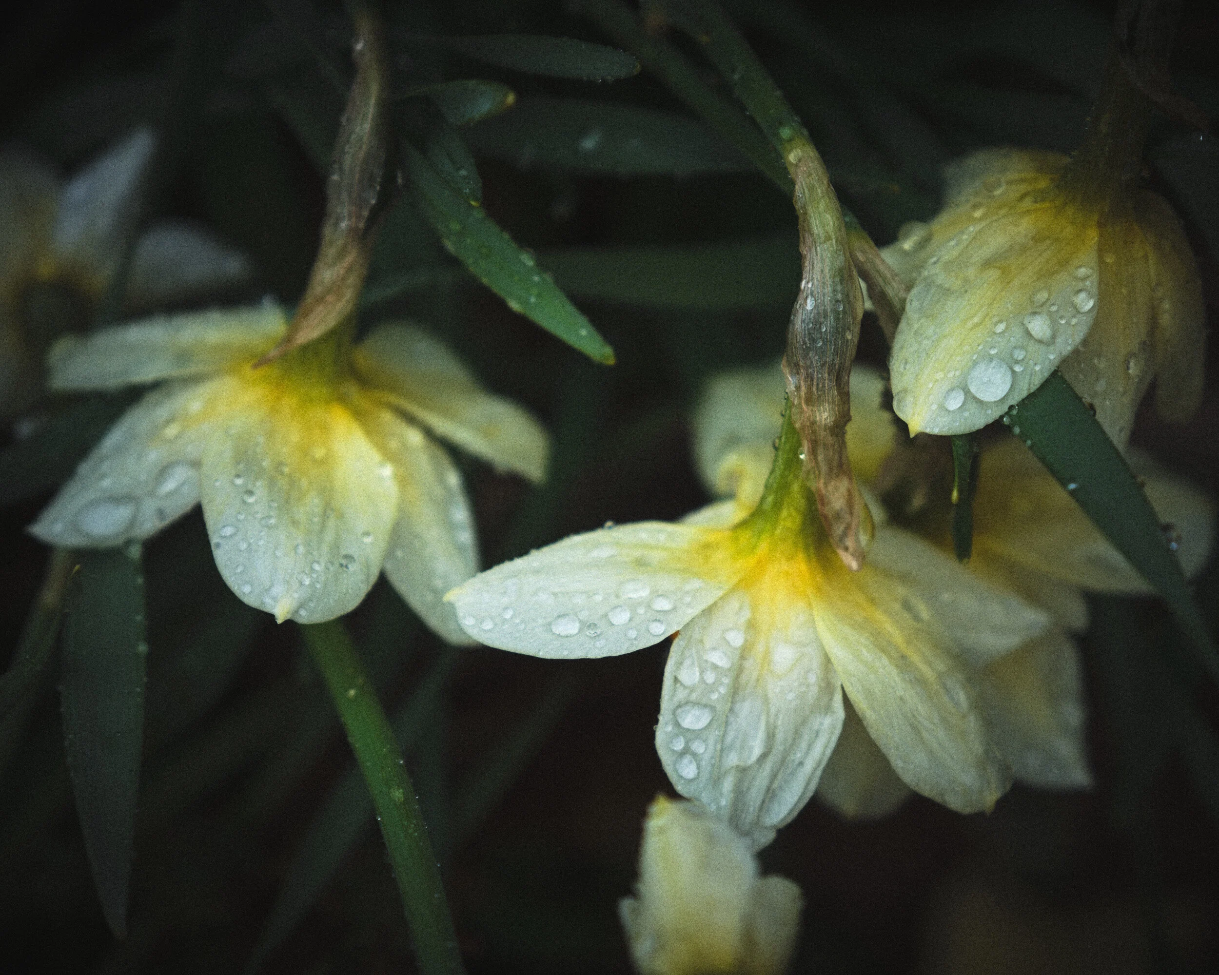 DSCF9150.jpg