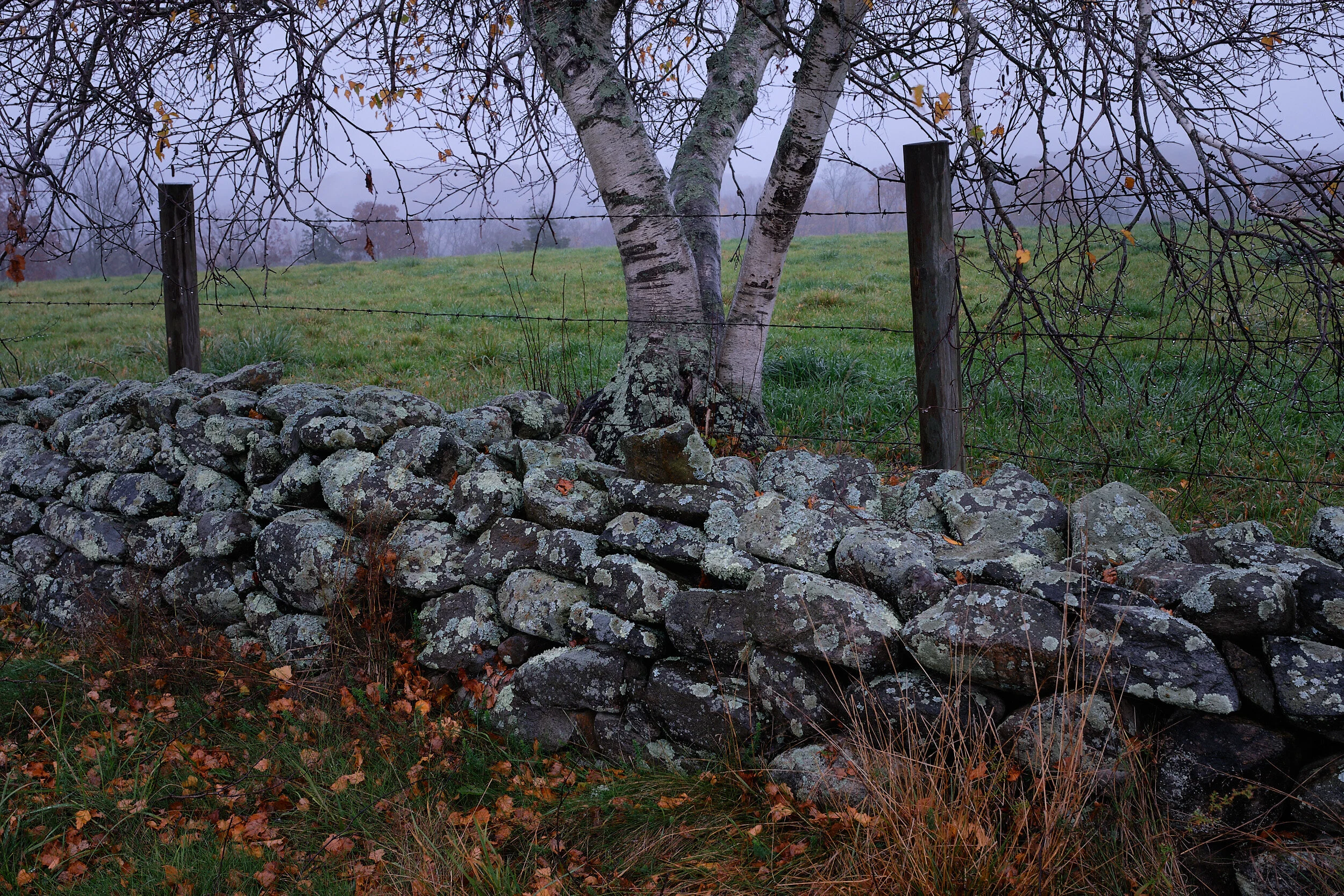 DSCF1009.jpg
