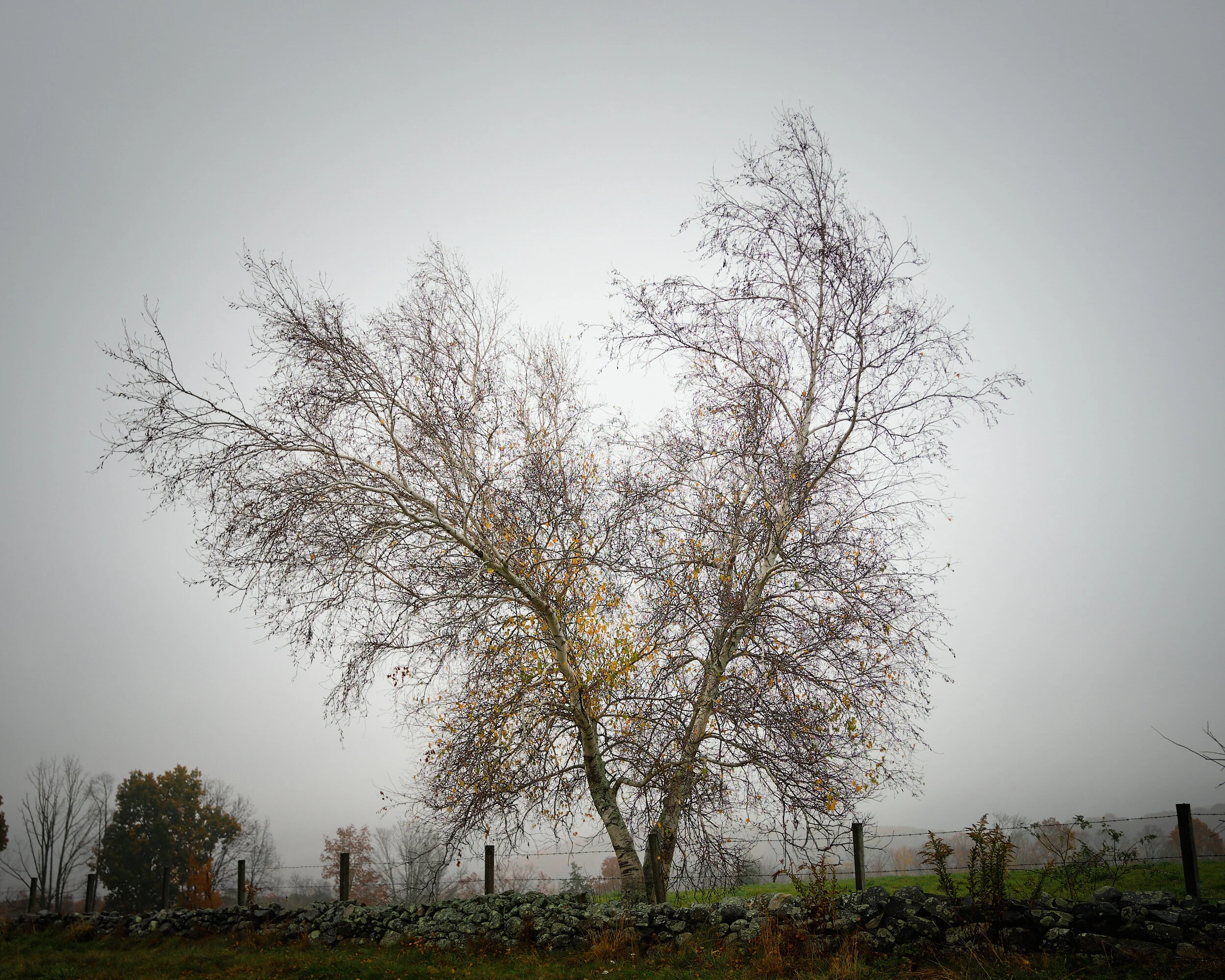 DSCF1001.jpg
