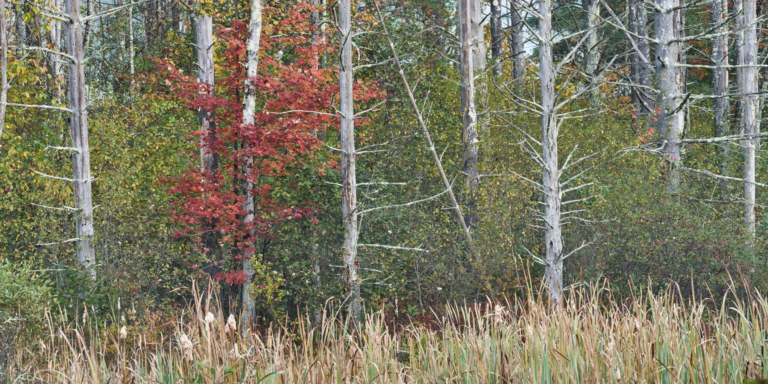 VT Fall 2025 25-10-05-1161-DxO_DeepPRIME XD2s.jpg