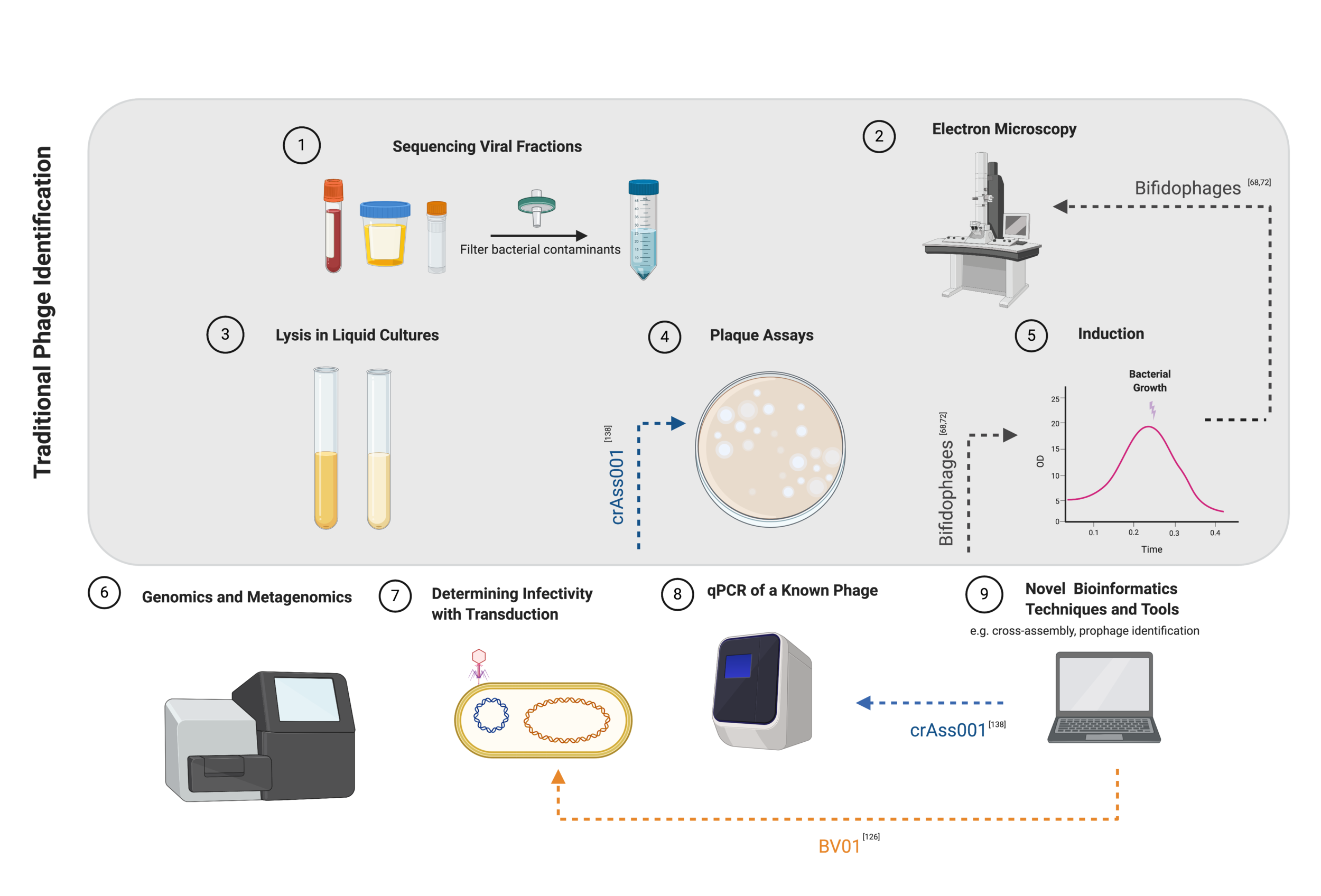 Does over a century of aerobic phage work provide a solid framework for the study of phages in the gut?