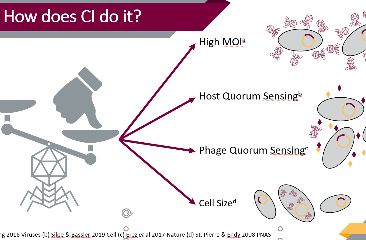 October Oration: Biasing Bacteriophage Behaviours