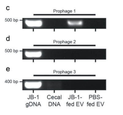 Prophage Publication