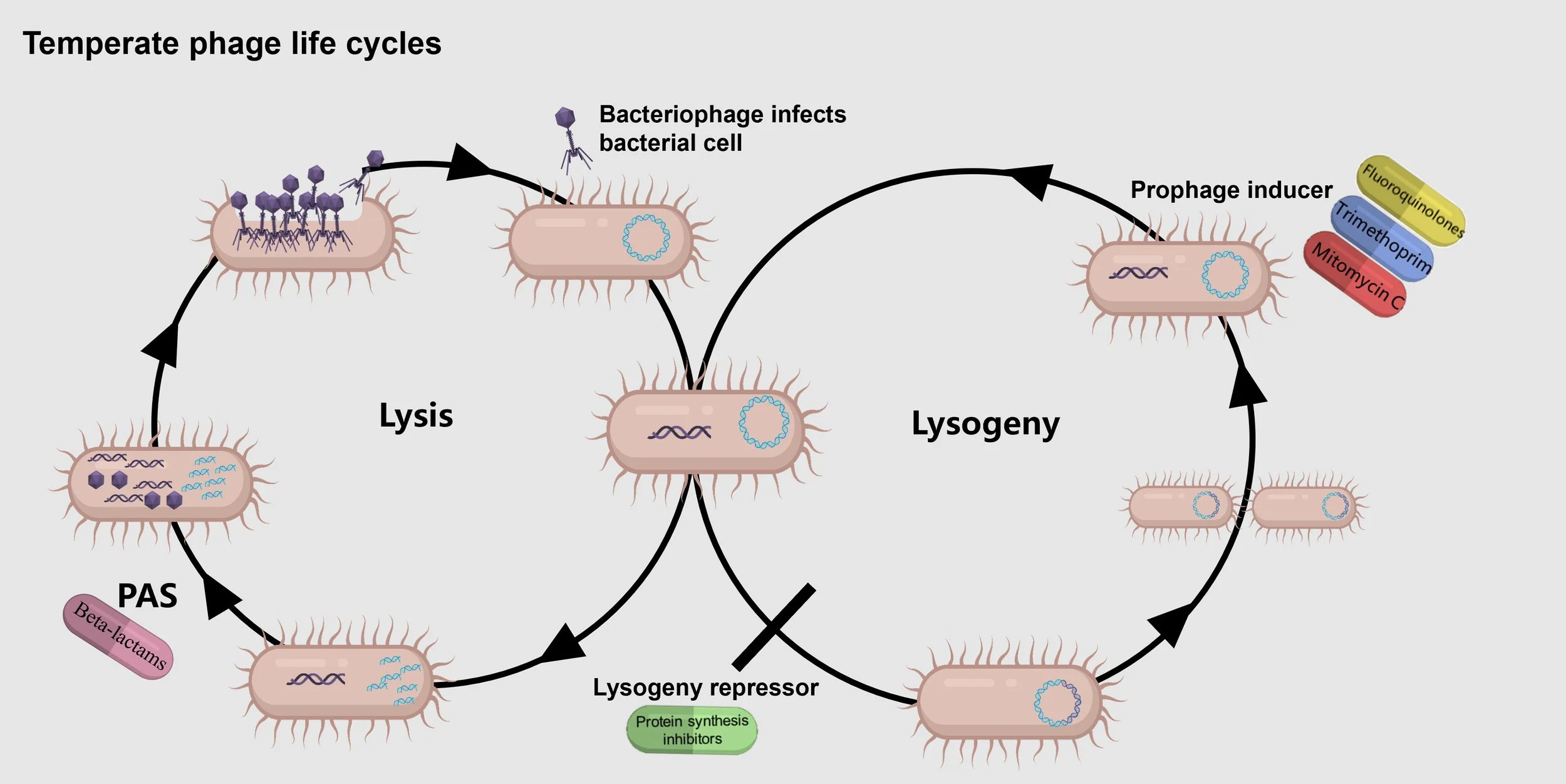 Phage Publication, Perfect!