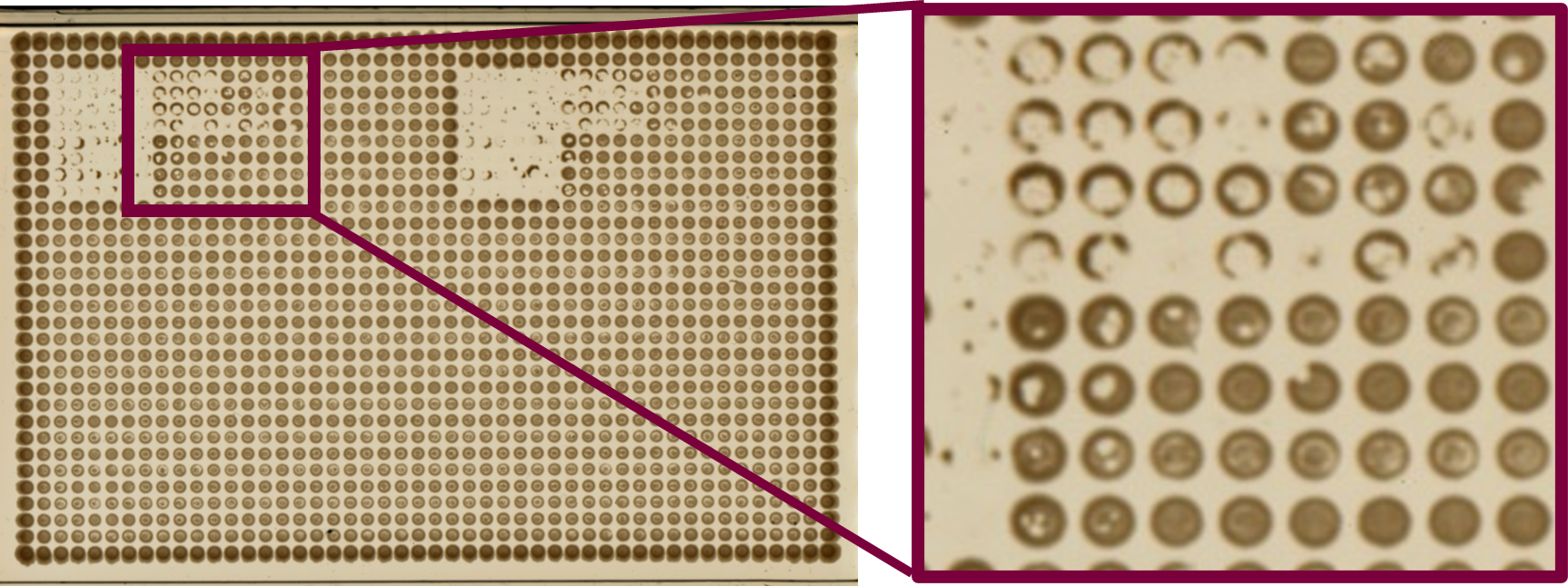 A picture is worth 1536 Plaque Assays