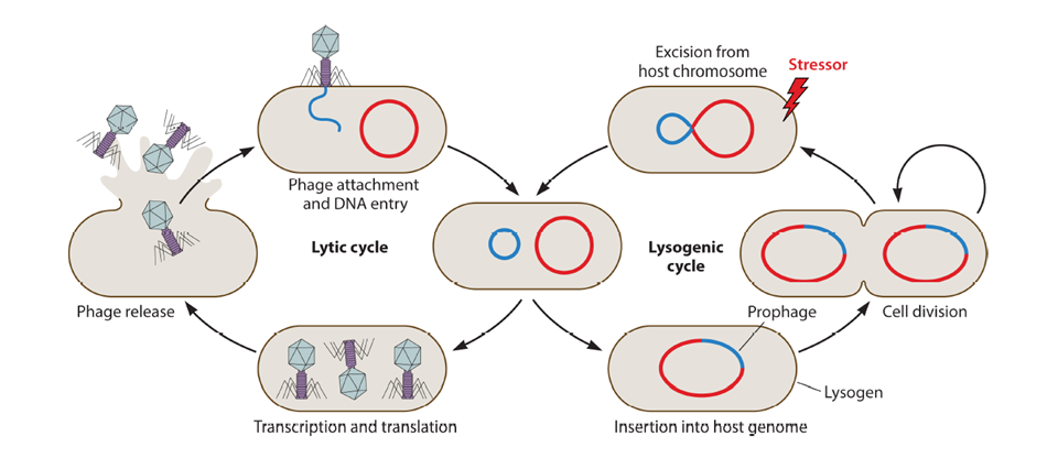 Biasing Bacteriophage Behaviours