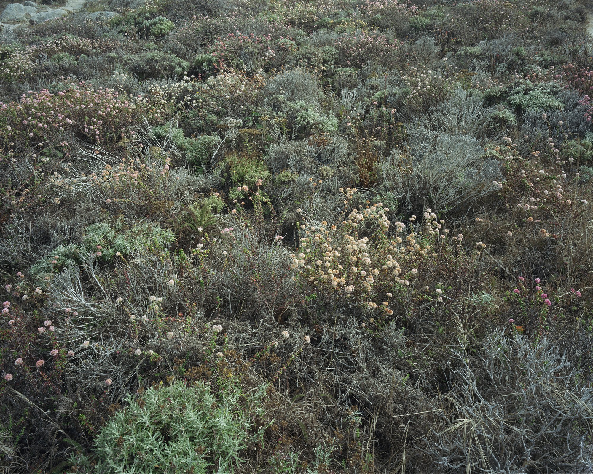 Point_Lobos_Flowers.jpg