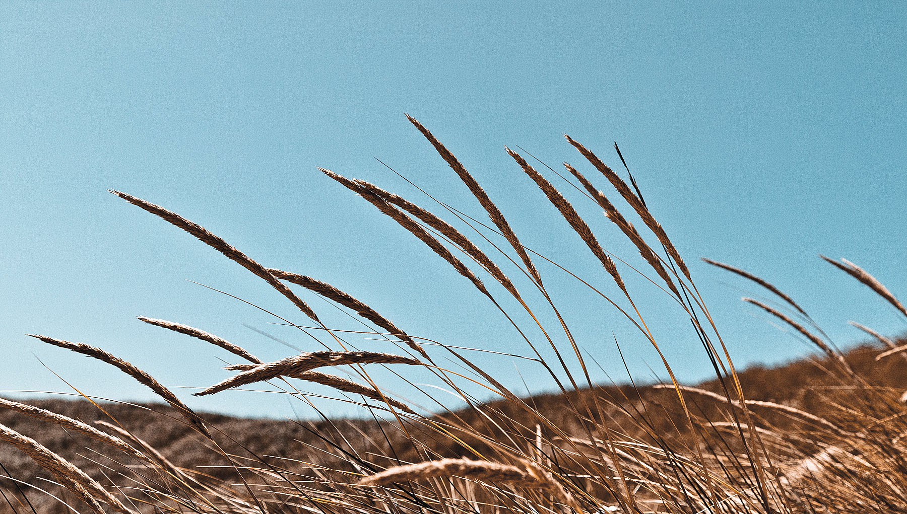 Grass, Florence, Oregon