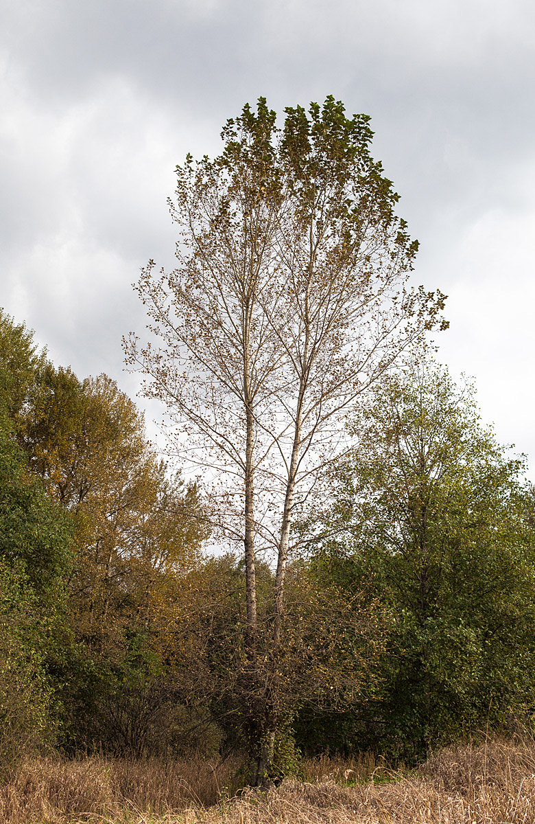 Autumn Tree, Deer Lake Park, British Columbia