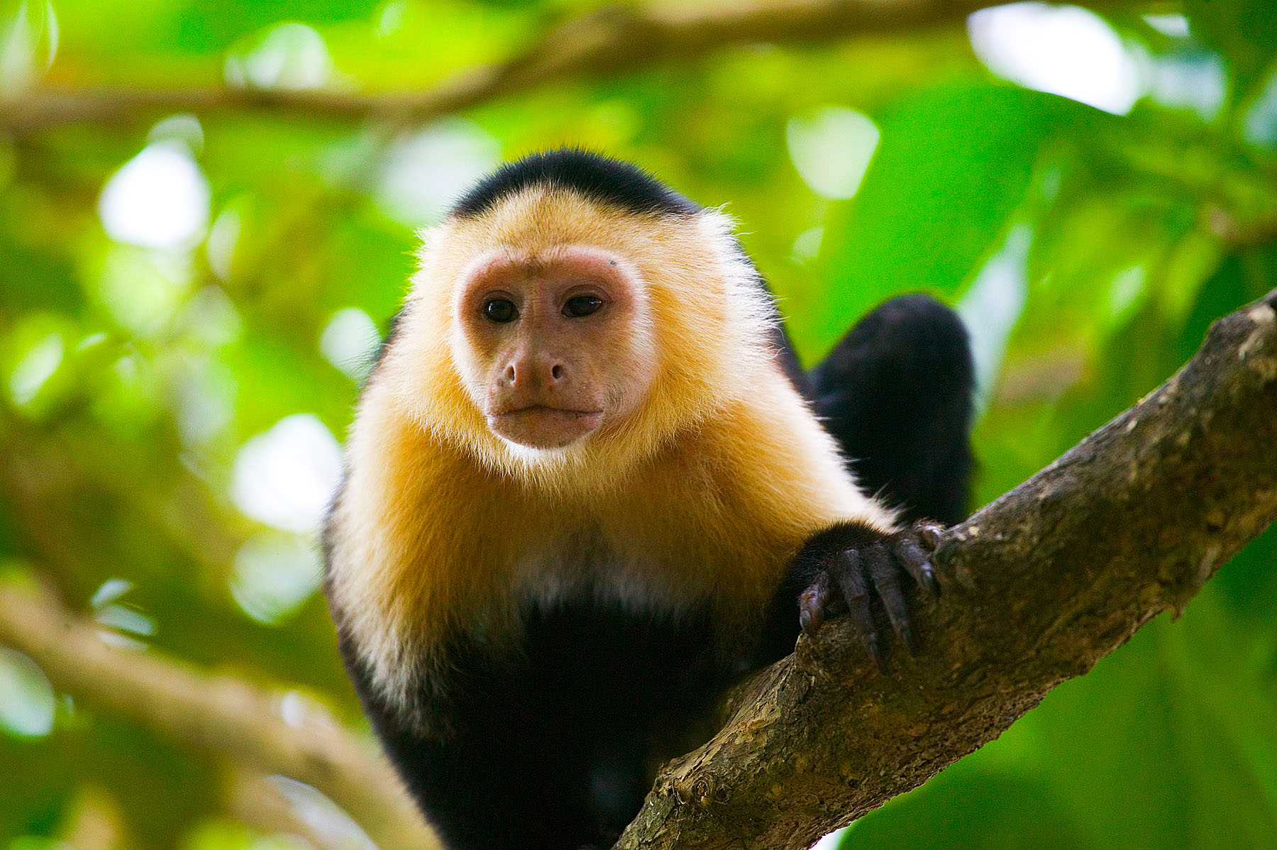 White Faced Capuchin, Costa Rica