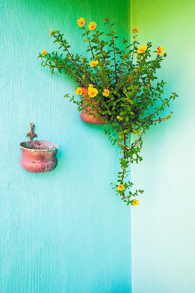 Pot Of Flowers, Bermuda