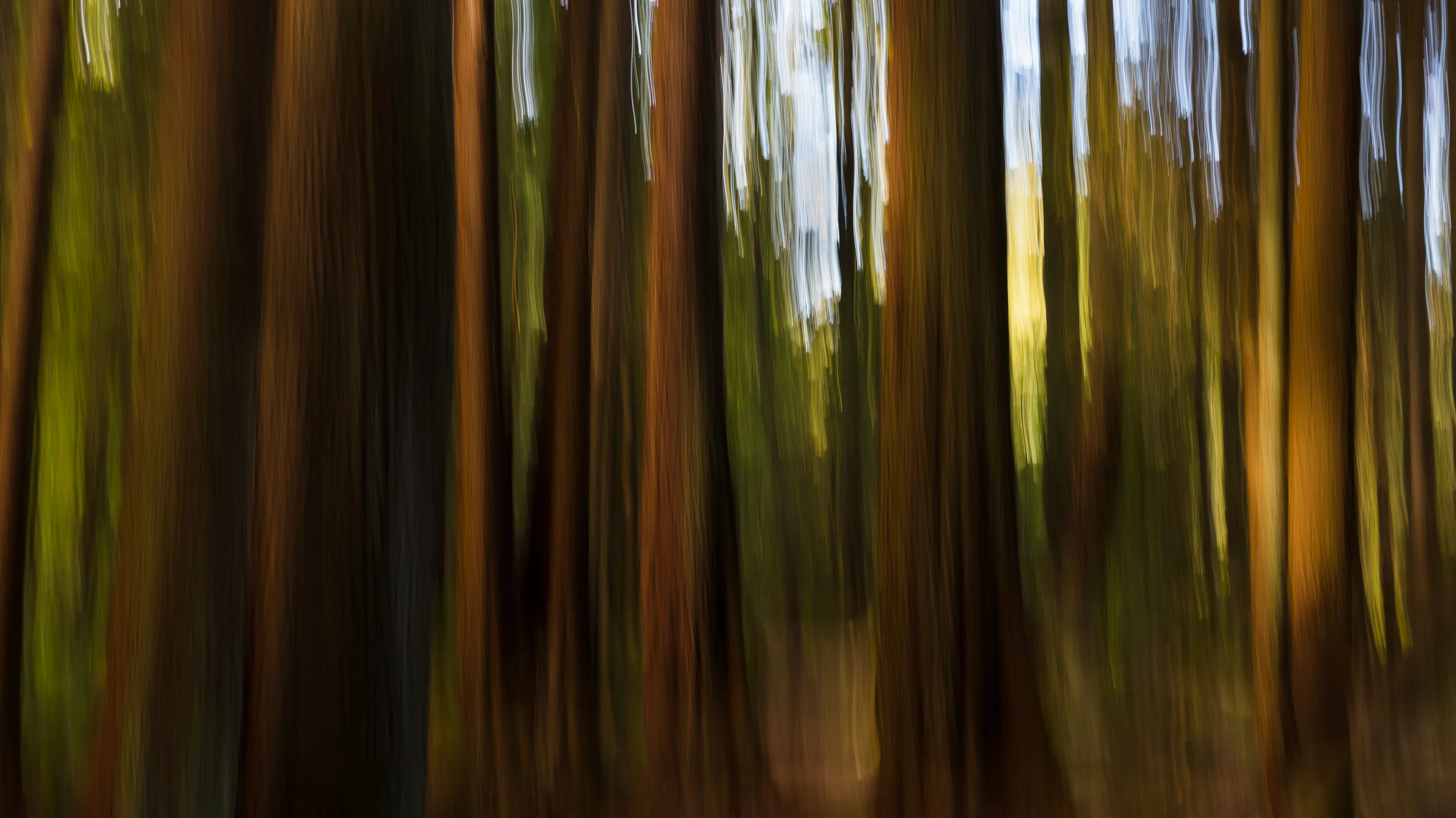 Rainforest 1