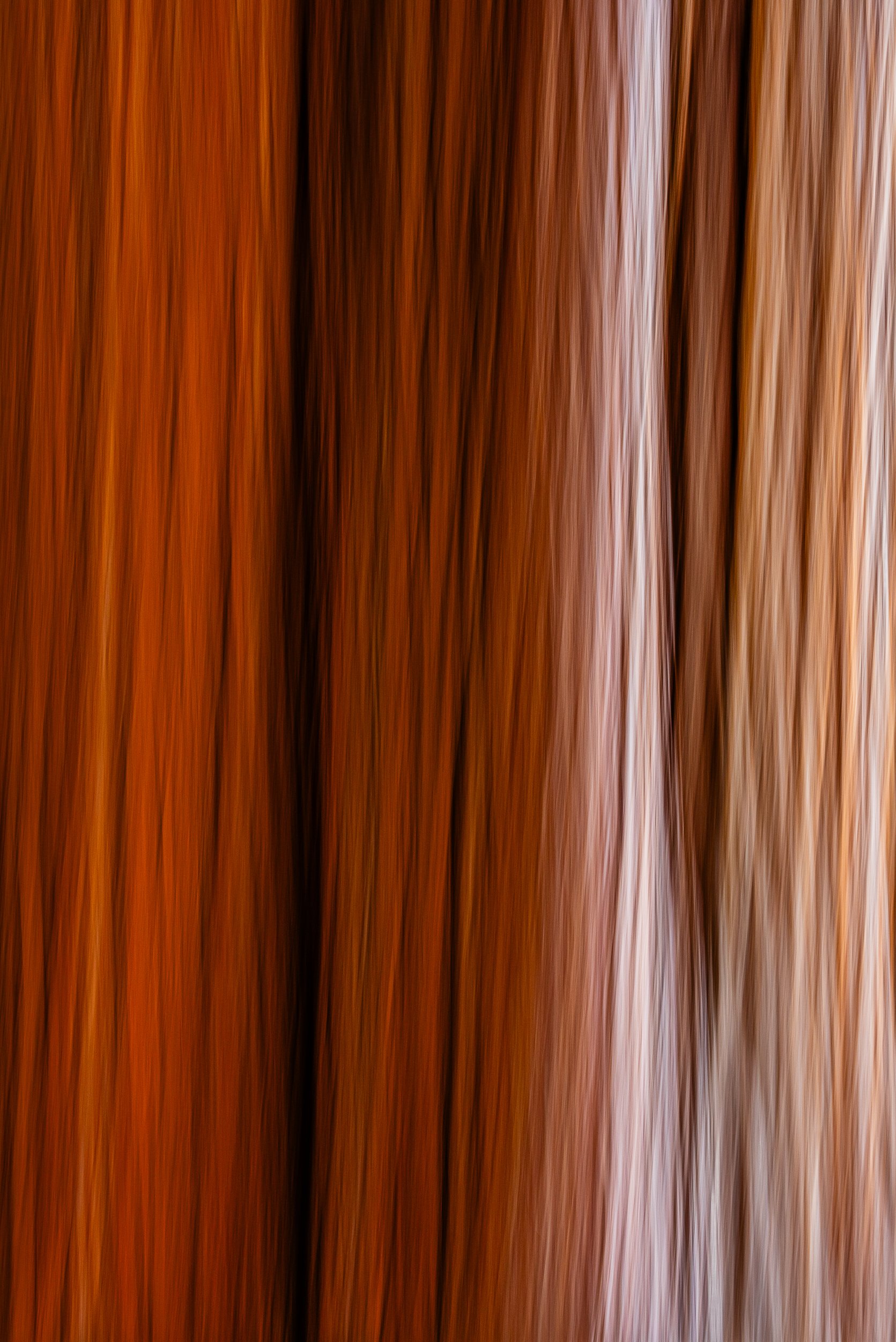 Cedar Tree Detail