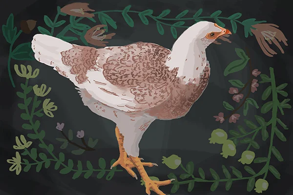 Chicken04-29-15.jpg