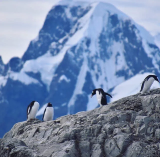 penguins.jpg