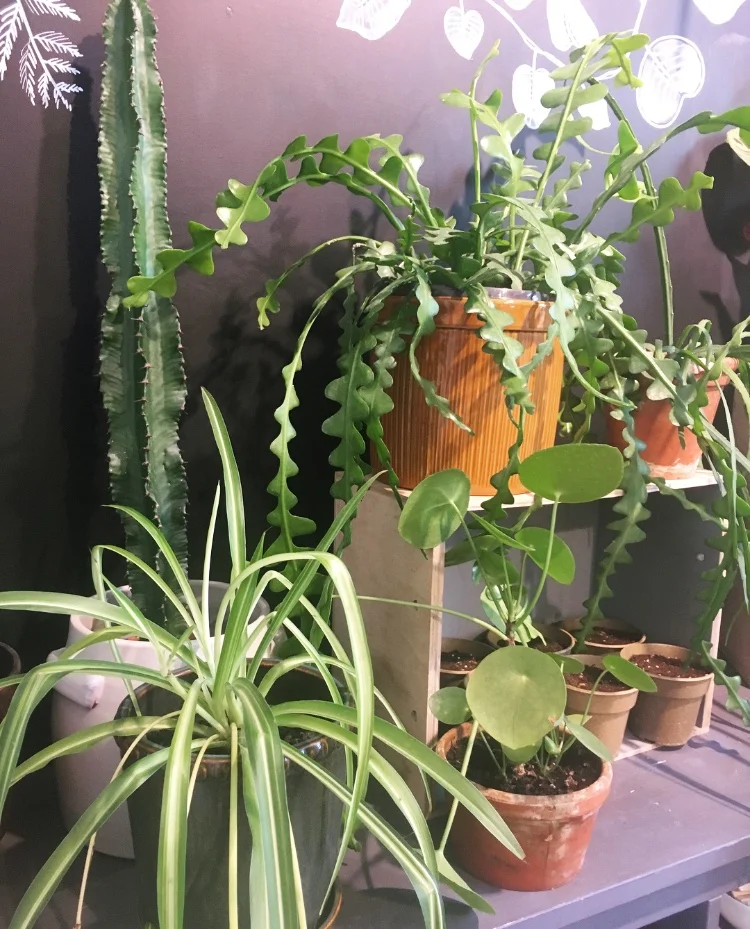 Introduction To Houseplants Workshop 5.jpg
