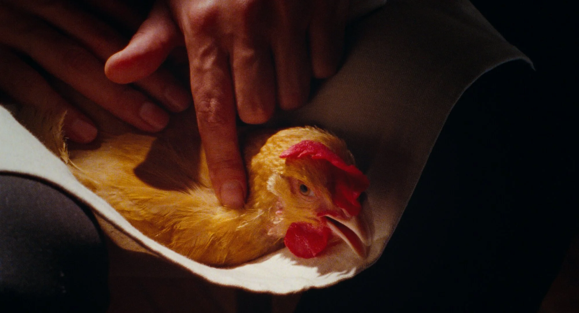 TheChicken_Locarno_PDD_FilmStill_01.jpeg
