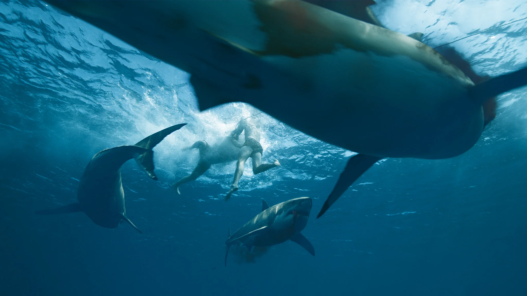 kontiki_sharks_under_raft.jpg