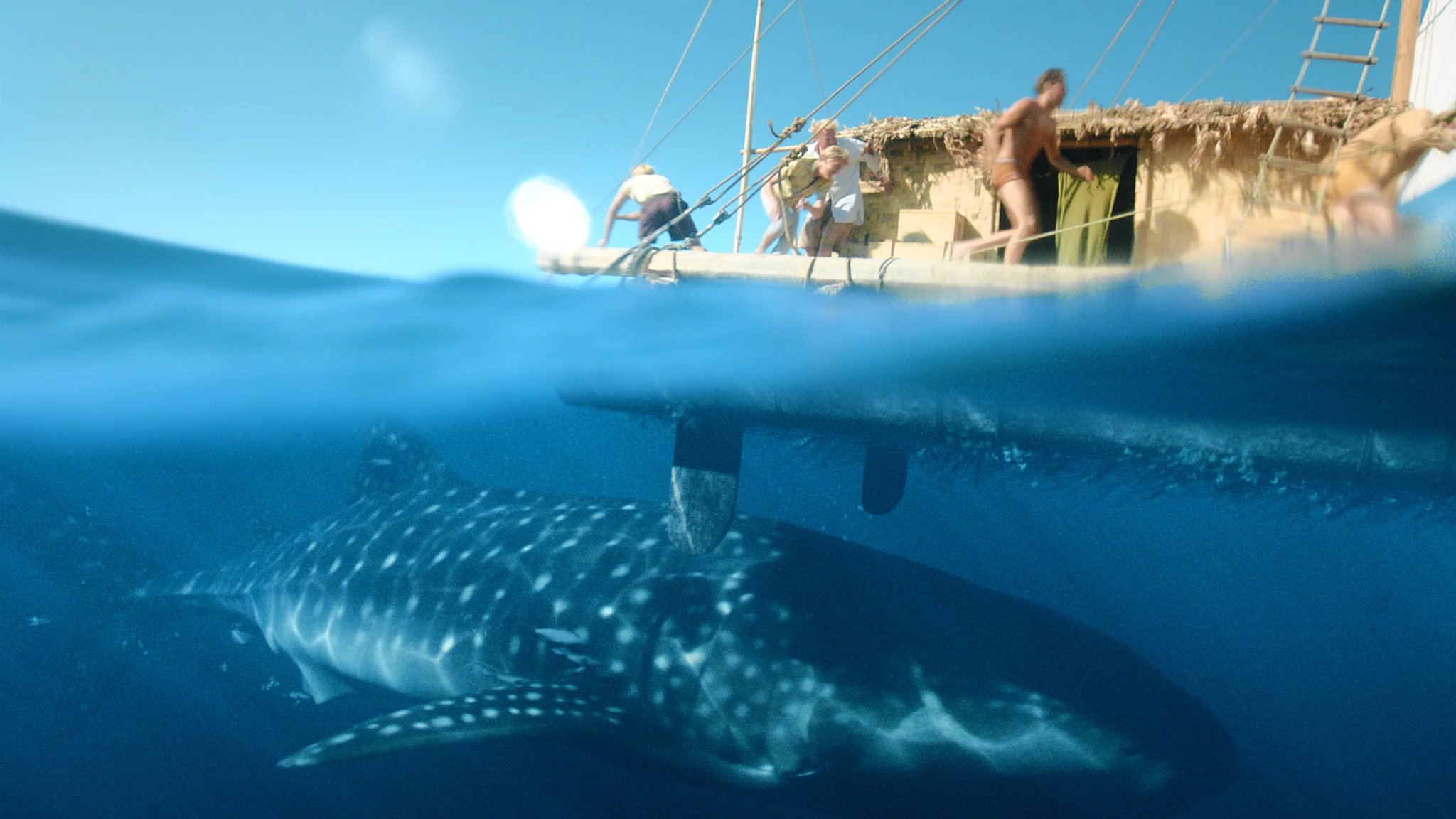 kontiki_whaleshark.jpg