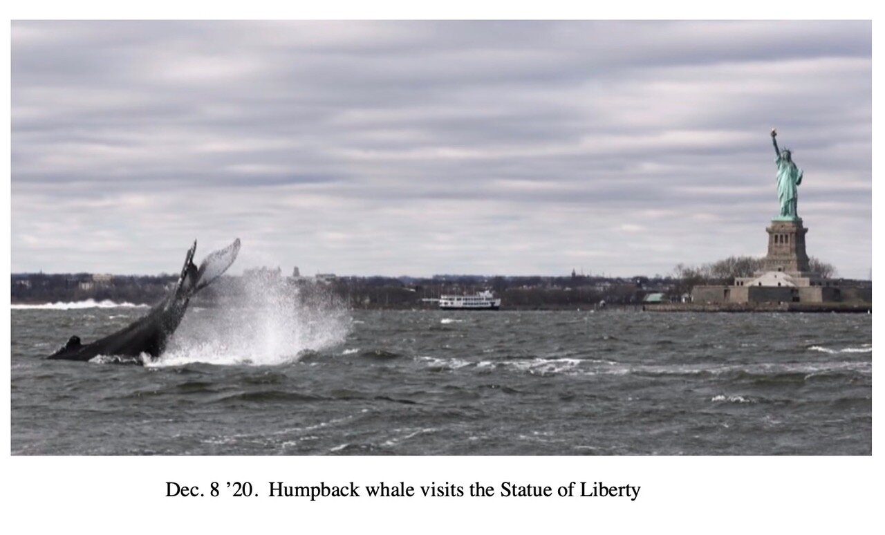 Tail wave at Liberty